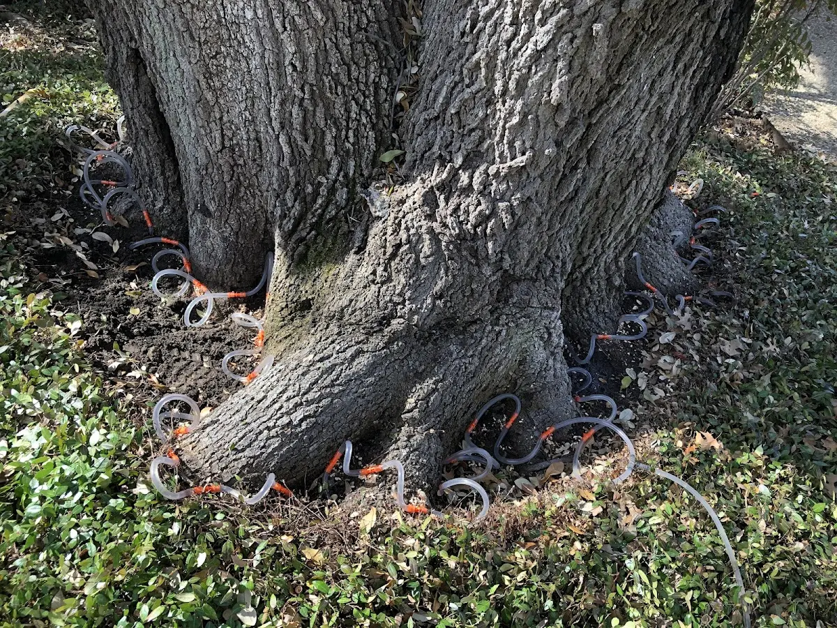 Detailed Tree Cabling and Bracing job site in Osseo